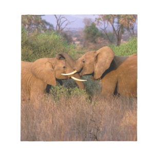 Bloc-note Afrique, Kenya, Samburu. Défi de l'éléphant