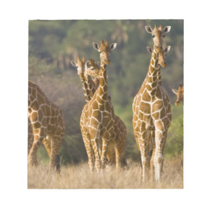 Bloc-note Afrique. Kenya. Troupeau de Giraffes Réticulées