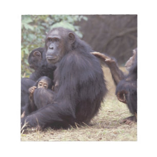 Bloc-note Afrique, Tanzanie, Parc national de Gombe femelle