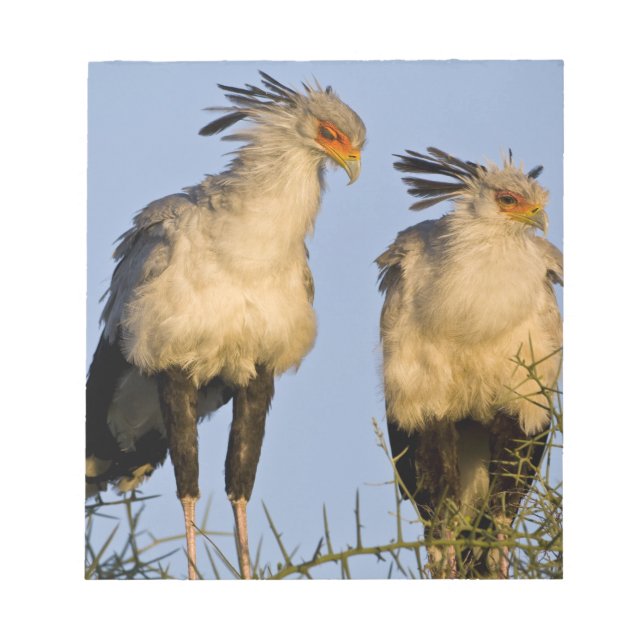 Bloc-note Afrique. Tanzanie. Secrétaire Birds à Ndutu (Devant)