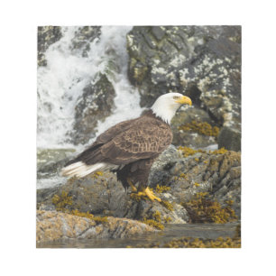 Bloc-note Aigle à tête blanche