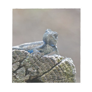 Bloc-note Alligator du ventre bleu Lizard