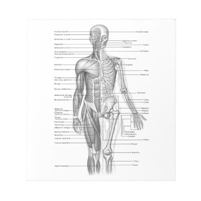 Bloc-note Anatomie humaine (Devant)