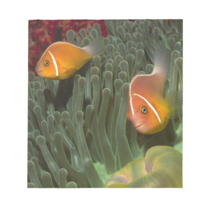 Bloc-note Anemonefish rose dans l'actinie de Magnificant