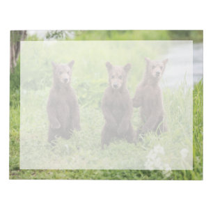 Bloc-note Animaux Bébés les Plus Mignons Oursons Bruns de