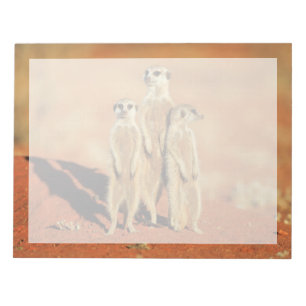 Bloc-note Animaux de bébés cutest   3 Meerkats