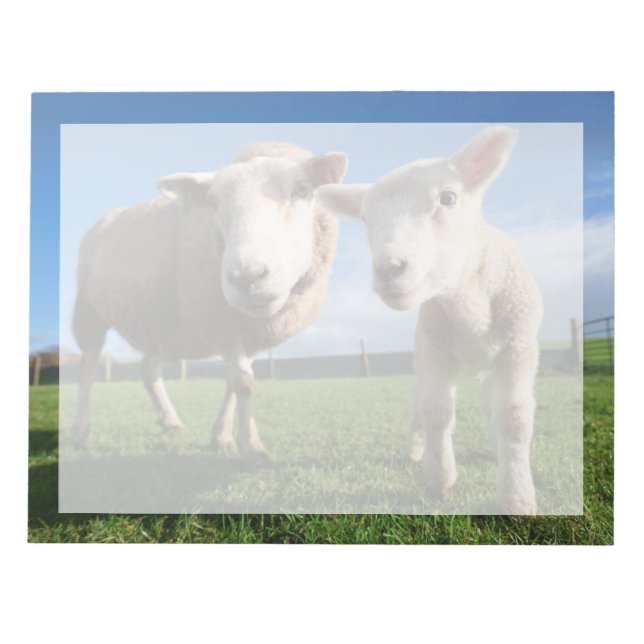 Bloc-note Animaux de bébés cutest | Agneau nouveau-né & mama (Devant)