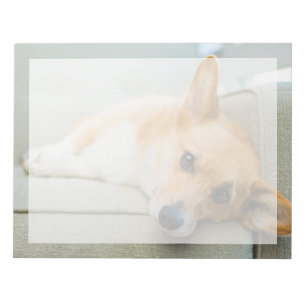 Bloc-note Animaux de bébés cutest   Chiot de Corgi sur canap