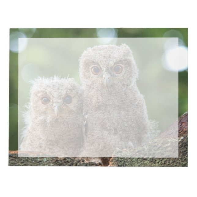 Bloc-note Animaux de bébés cutest | Deux jeunes hiboux (Devant)