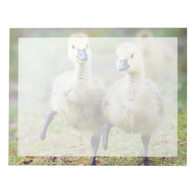 Bloc-note Animaux de bébés cutest | Goélands d'oies canadien (Devant)