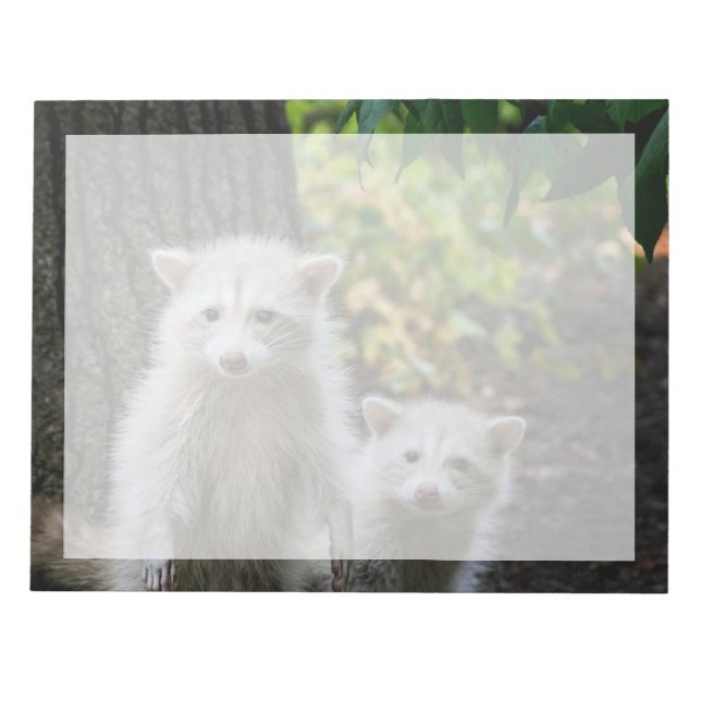 Bloc-note Animaux de bébés cutest | Raccoons jeunes blonds (Devant)