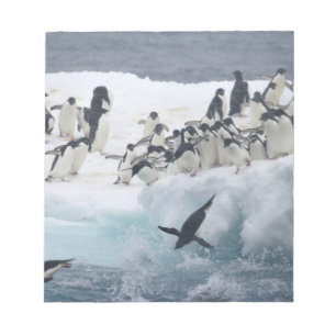 Bloc-note Antarctique, île Paulet. Pingouins d'Adelie