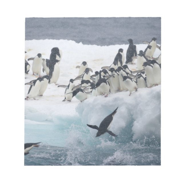 Bloc-note Antarctique, île Paulet. Pingouins d'Adelie (Devant)