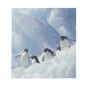 Bloc-note Antarctique. Manchots Adélie