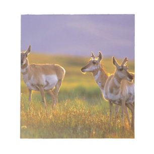 Bloc-note Antilope d'Amérique dans le Montana