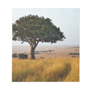 Bloc-note Arbre d'acacia isolé dans les plaines herbeuses, M
