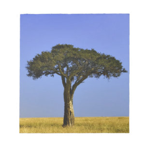 Bloc-note Arbre d'acacia isolé dans les plaines herbeuses, M