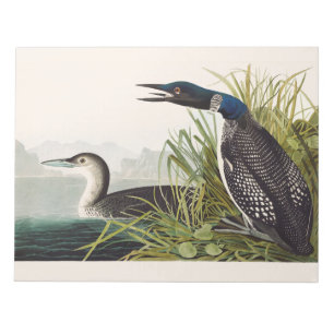 Bloc-note Art Nature Oiseau Plongeon Commun Audubon Vintage