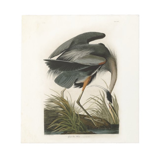 Bloc-note Audubon Great Blue Heron Marsh Bird (Devant)