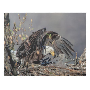 Bloc-note Bald Eagle avec son bébé