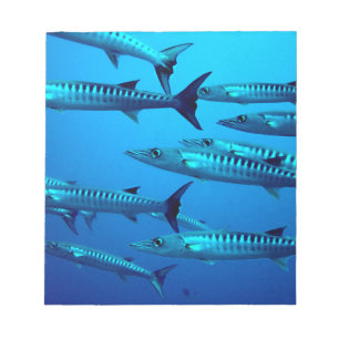 Bloc-note barracuda plongée mer profonde océan eau tropicale