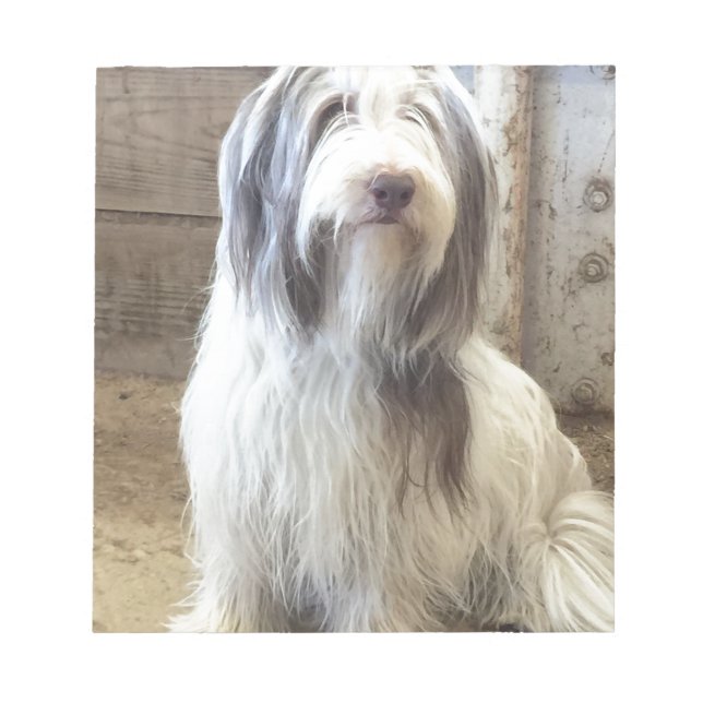 Bloc-note Bearded Collie (Devant)