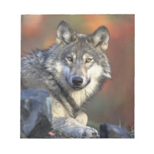 Bloc-note Beau loup