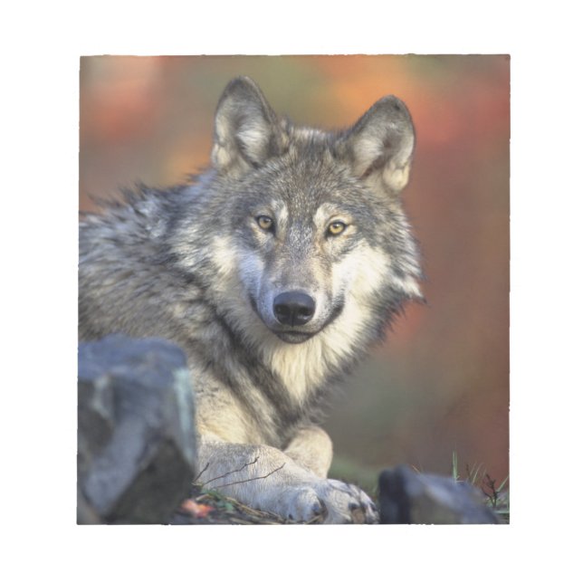 Bloc-note Beau loup (Devant)