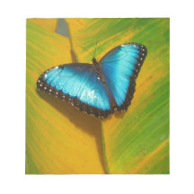 Beau Papillon Iridescente