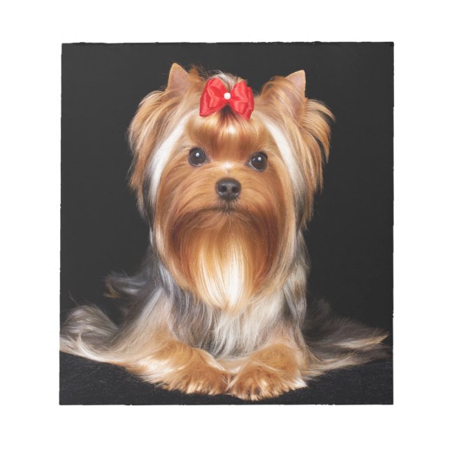 Bloc-note Beau Yorkshire Terrier (Devant)