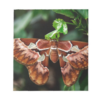 Bloc-note Belle Moth Atlas