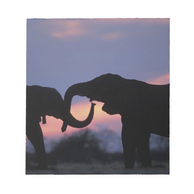 Bloc-note Botswana, parc national de Chobe, Éléphants (Devant)