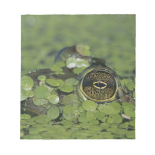 Bloc-note Bullfrog, Rana catesbeiana, adulte en algue