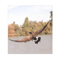 canard volant au-dessus de l'eau photographie