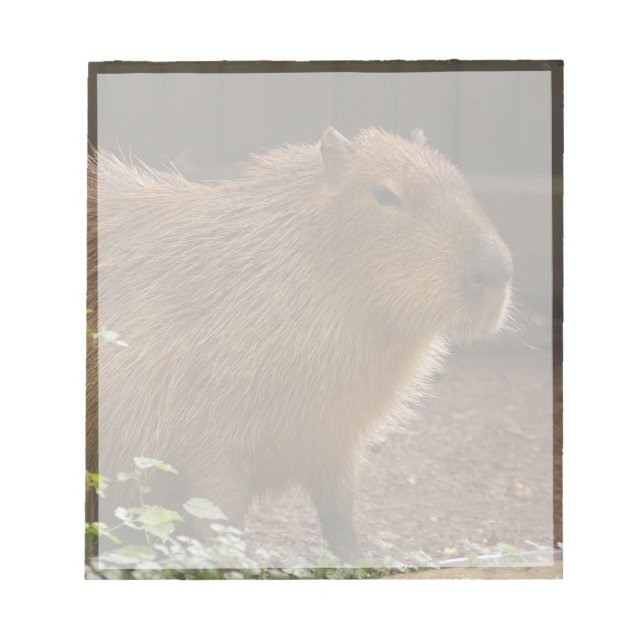Bloc-note Capybara (Devant)