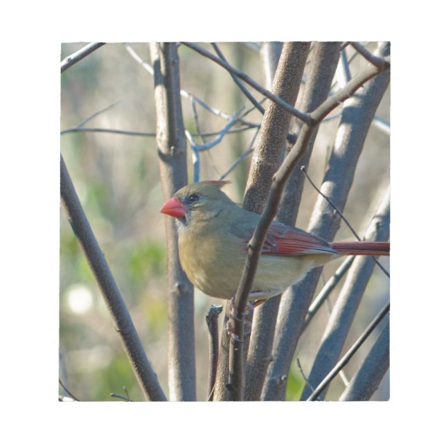 Bloc-note Cardinal féminin (Devant)