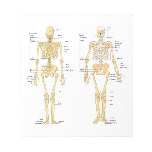 Bloc-note Carte d'anatomie marquée du squelette humain (Devant)