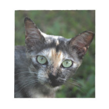 Chat blanc Brown gris avec yeux verts