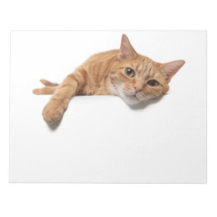 Bloc-note Chat orange couché