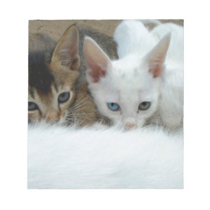 Bloc-note Chats mignons
