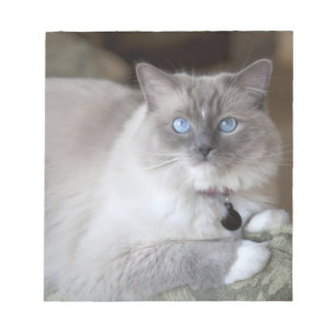 Bloc-note Chatte Ragdoll