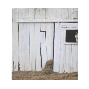 Bloc-note Cheval Sticking Head out Barn Window