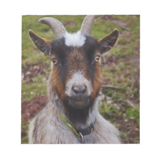 Bloc-note Chèvre de près.