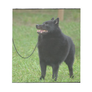 Bloc-note Chien de Schipperke