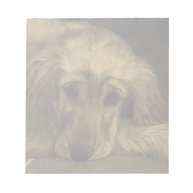 Bloc-note Chien mignon - Golden Retriever allongé (Devant)