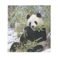 Chine, province du Sichuan. Le Panda géant se nour