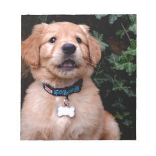 Bloc-note Chiot Golden Retriever
