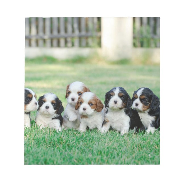 Bloc-note Chiots Cavalier King Charles Spaniel (Devant)