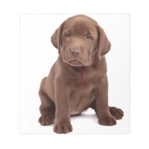 Bloc-note Chocolat Lab Puppy