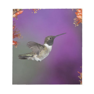 Bloc-note Colibri, Archilochus alexandri,